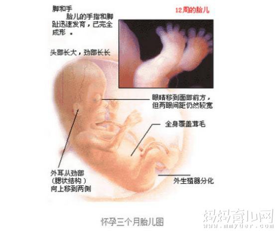 怀孕几个月胎儿发育大脑,怀孕几个月胎儿发育大脑