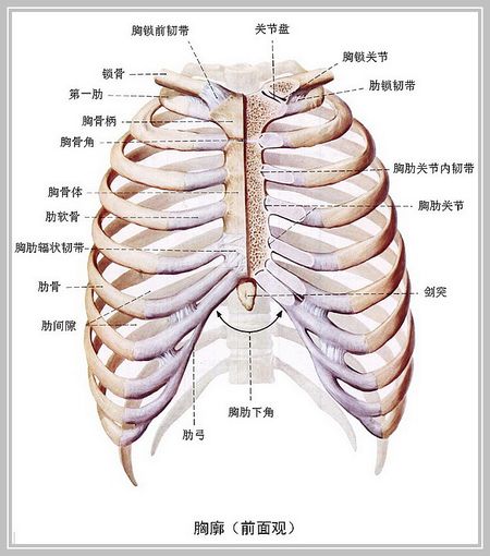 4个月宝宝肋骨外翻图,关于四个月宝宝肋骨外翻的探讨与解析