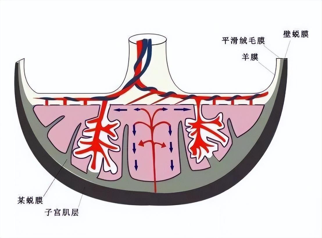 双胞胎两个月b超图,双胞胎两个月B超图，揭示早期妊娠的神秘面纱